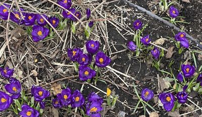 Spring time flowers