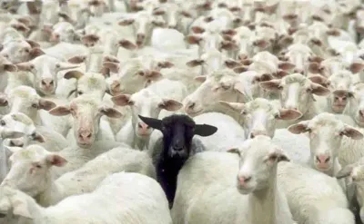 逃离那群羊 Run away from That Flock of Sheep