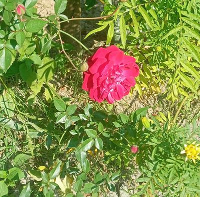 আমার ছোট্ট বাগান (My little Garden)