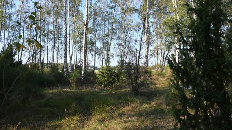 a05.jpg