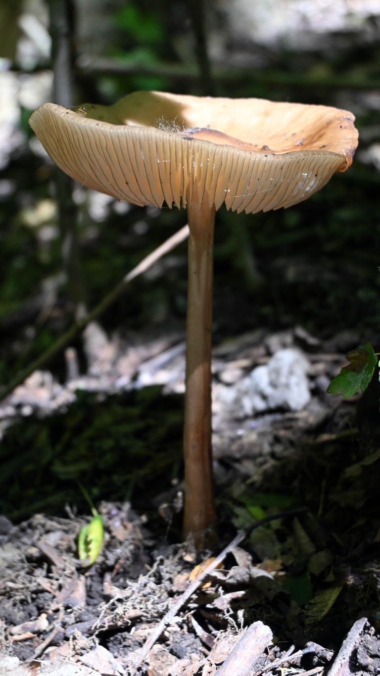a01a.jpg