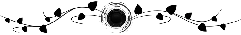 ornament_foto.png