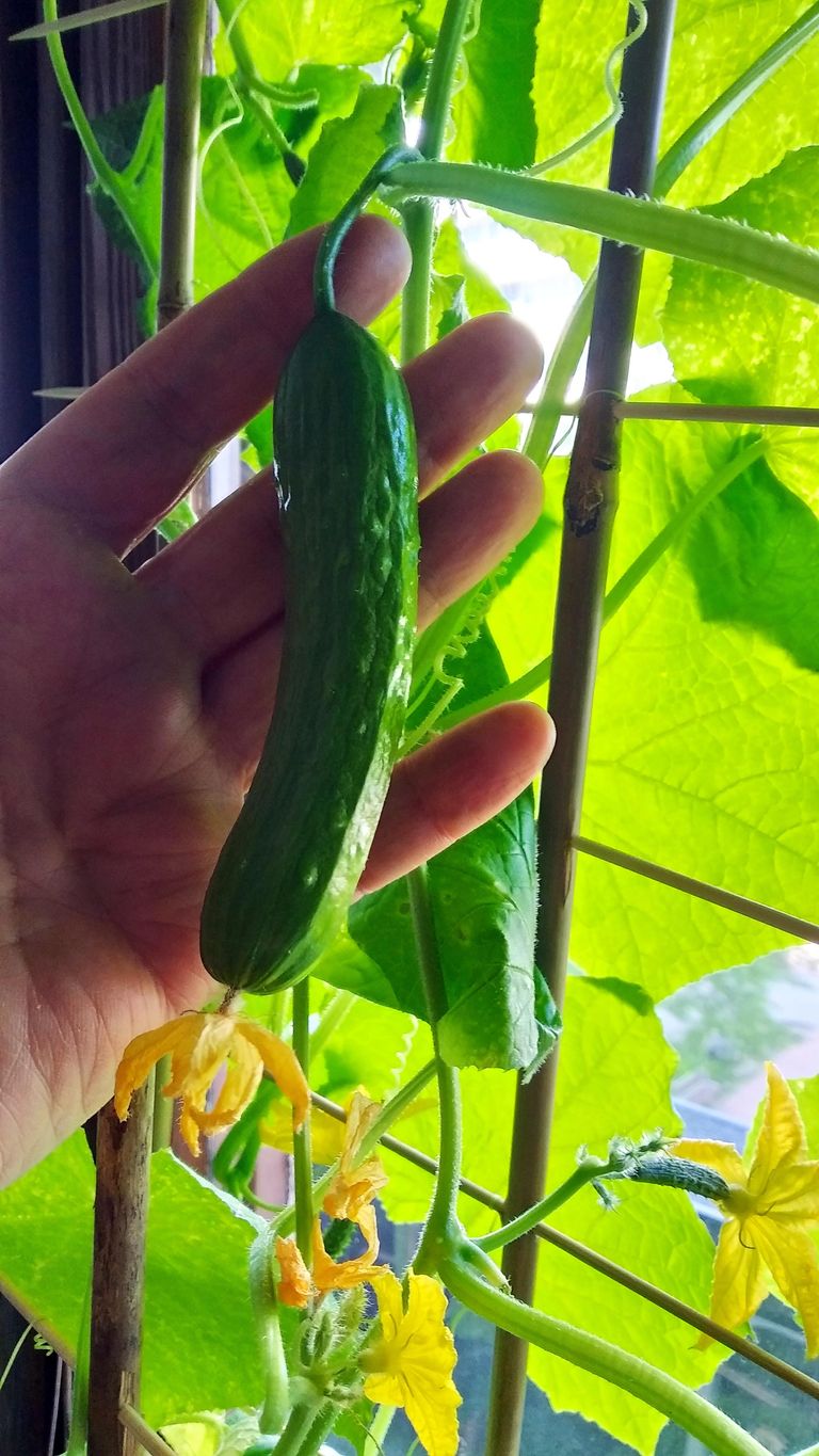 a01b.jpg