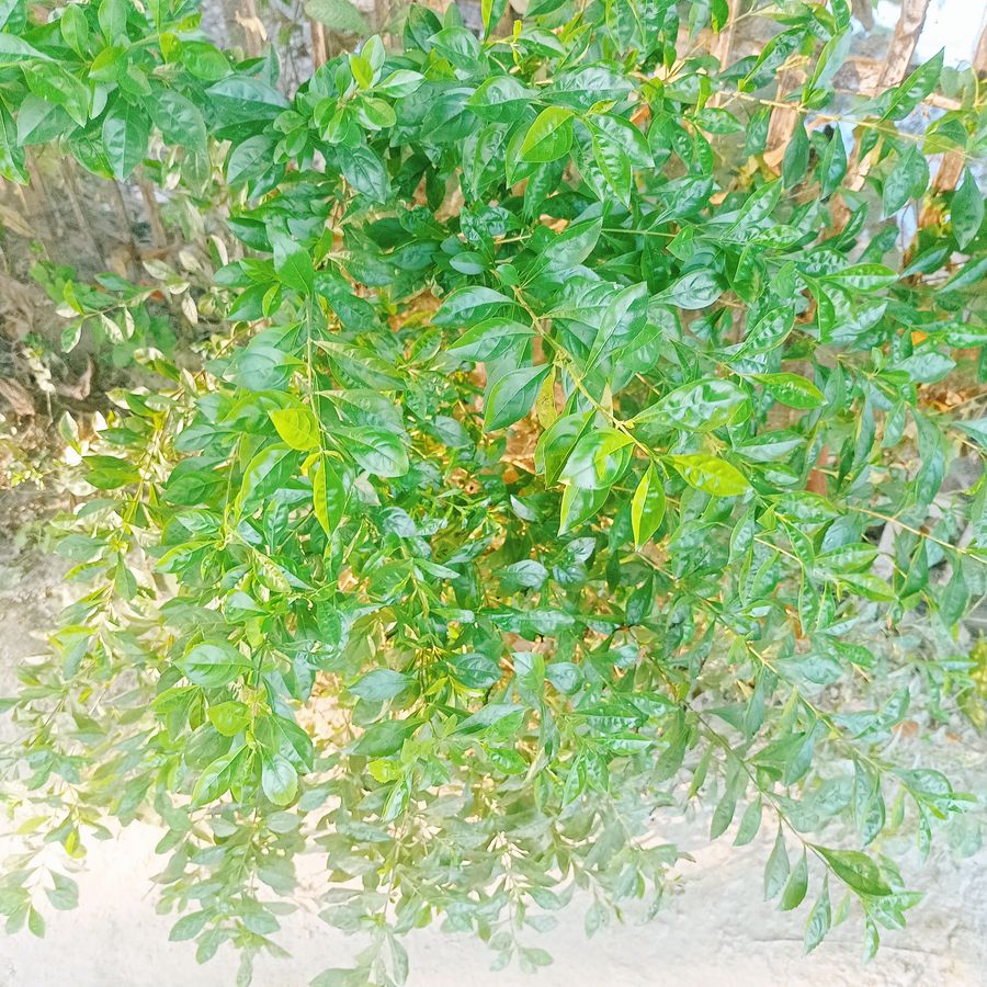 IMG20251129154010.jpg