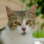caturday.curator