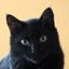 curatorcat