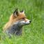 lillacfox