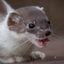weasell